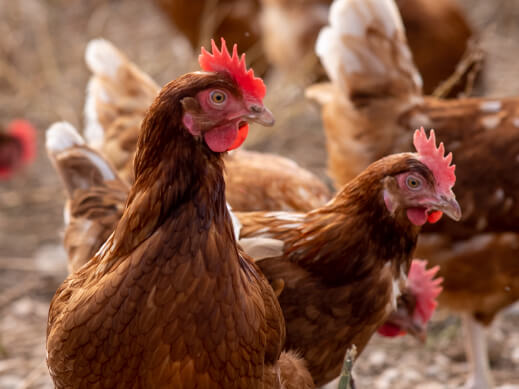 Bienestar Animal Gazol Bienestar Animal Gazol