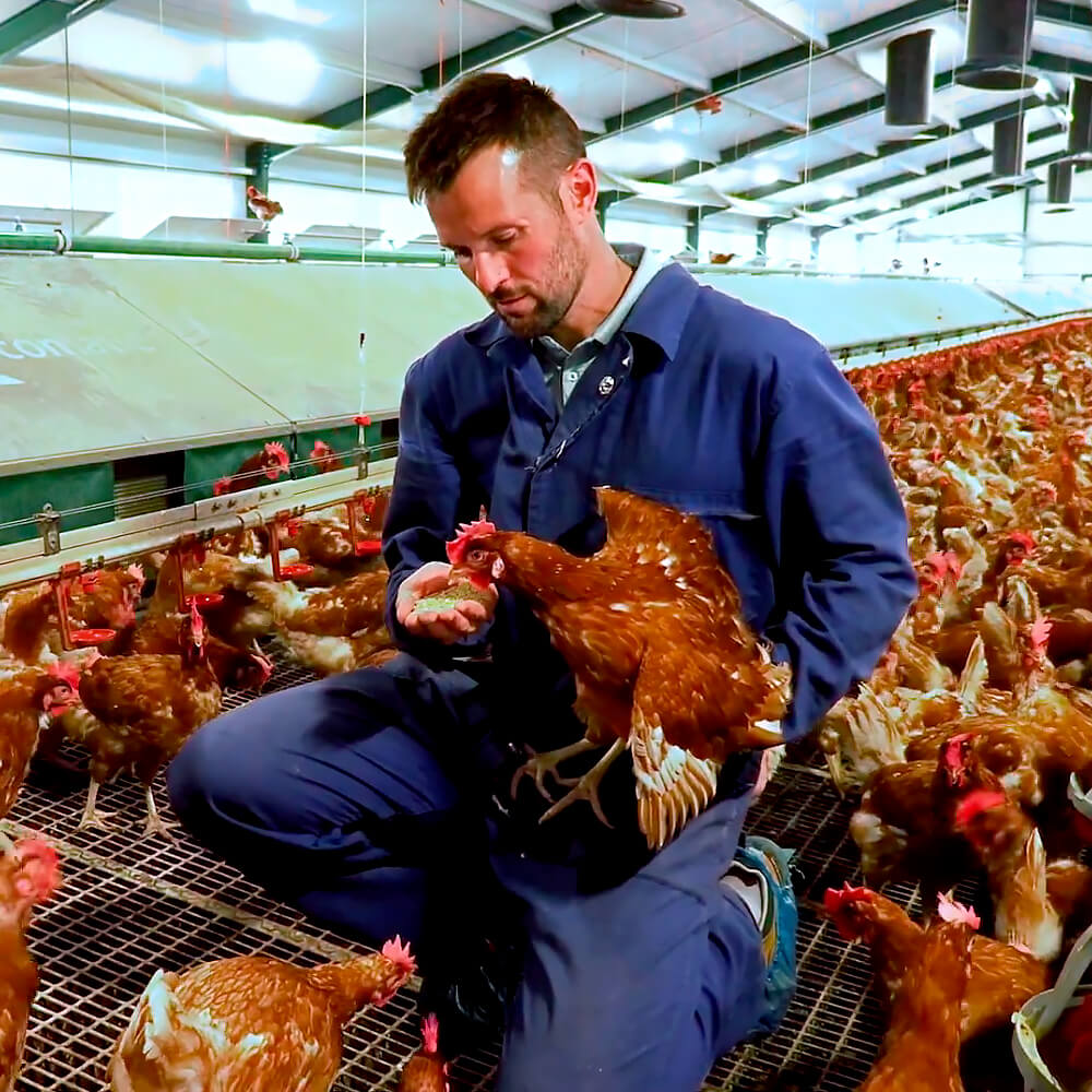 Huevos Ecológicos Gazol