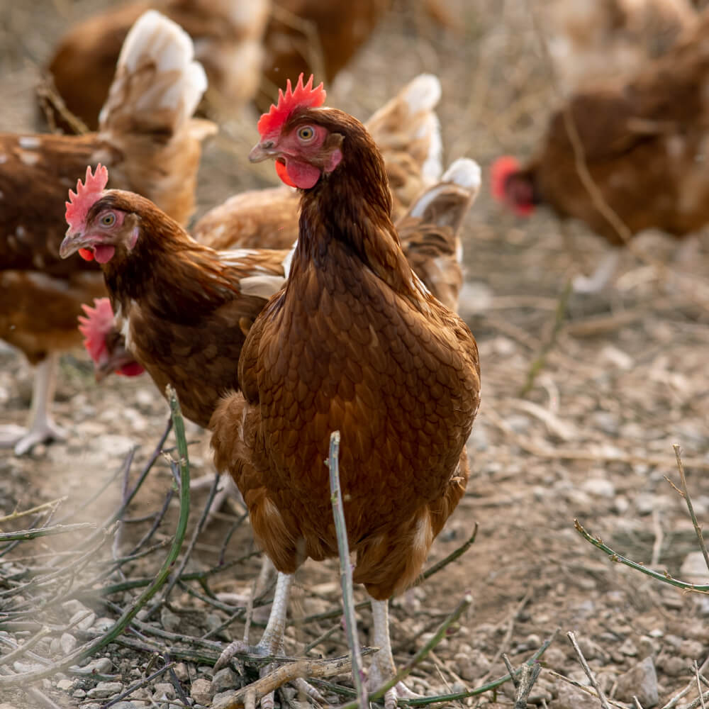 Huevos Ecológicos Gazol