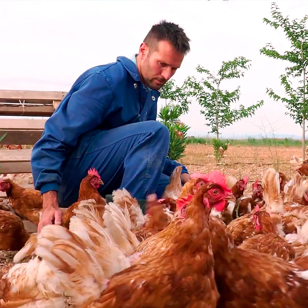 Huevos Ecológicos Gazol