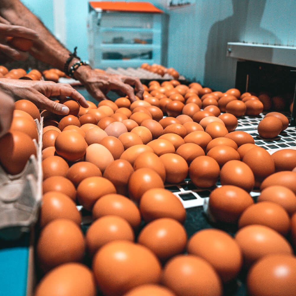 Huevos Ecológicos Gazol