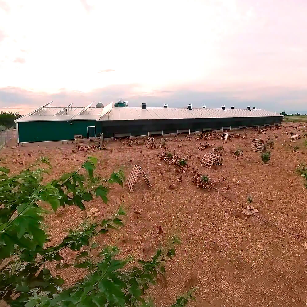 Huevos Ecológicos Gazol