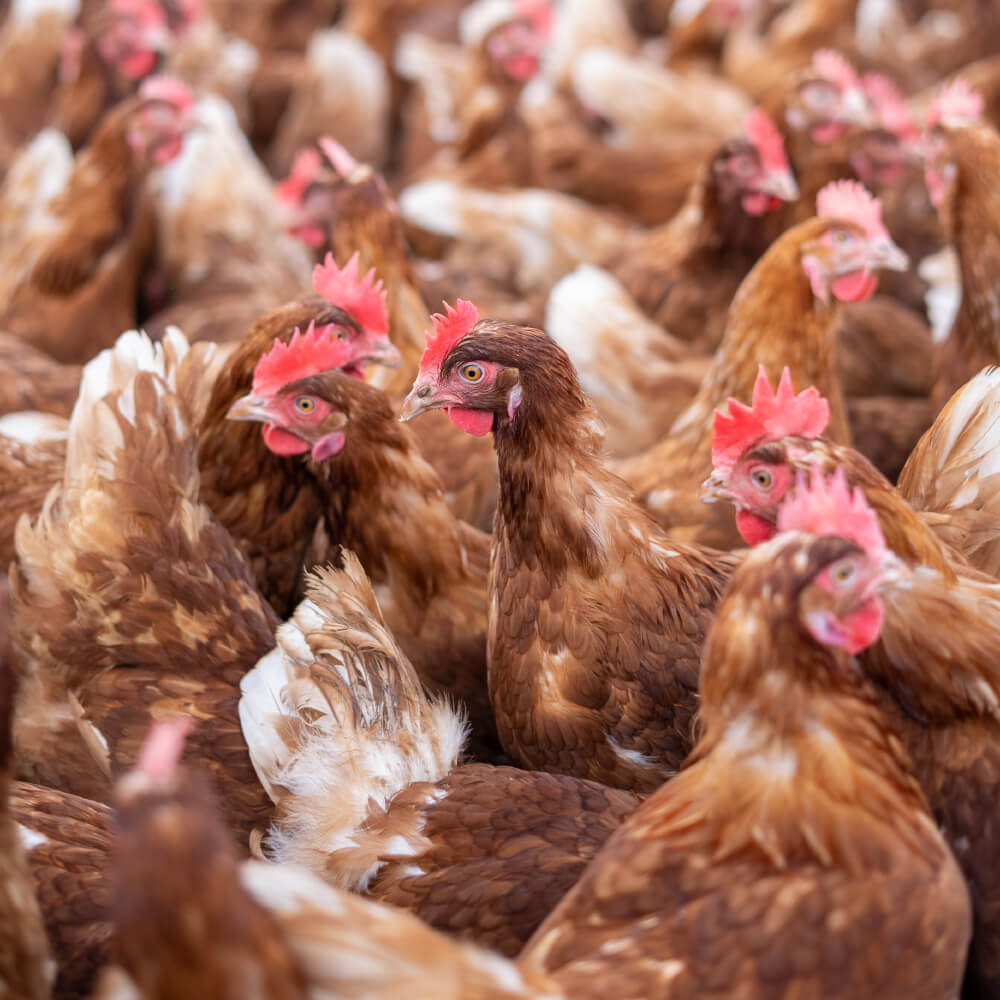 Huevos Talla M/L Gazol