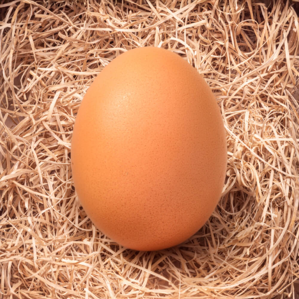 Huevos de Pollita Gazol