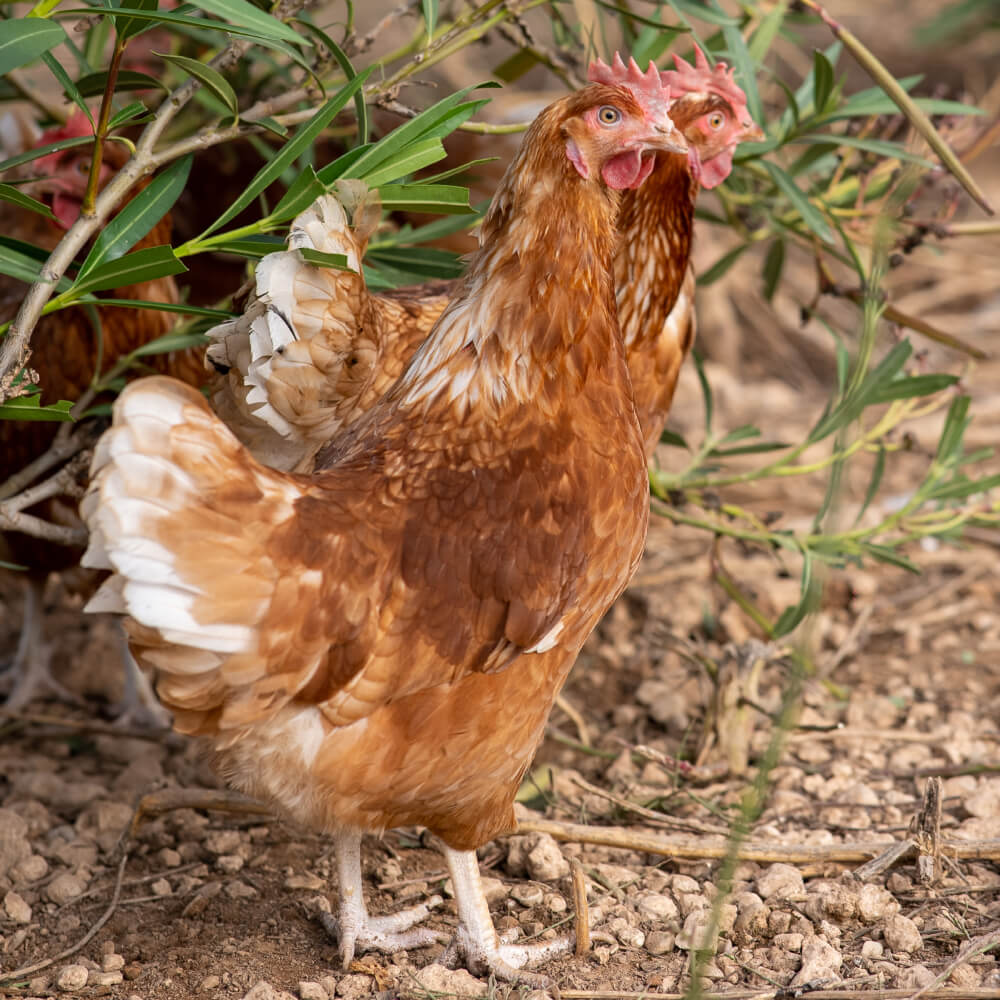 Huevos de Pollita Gazol