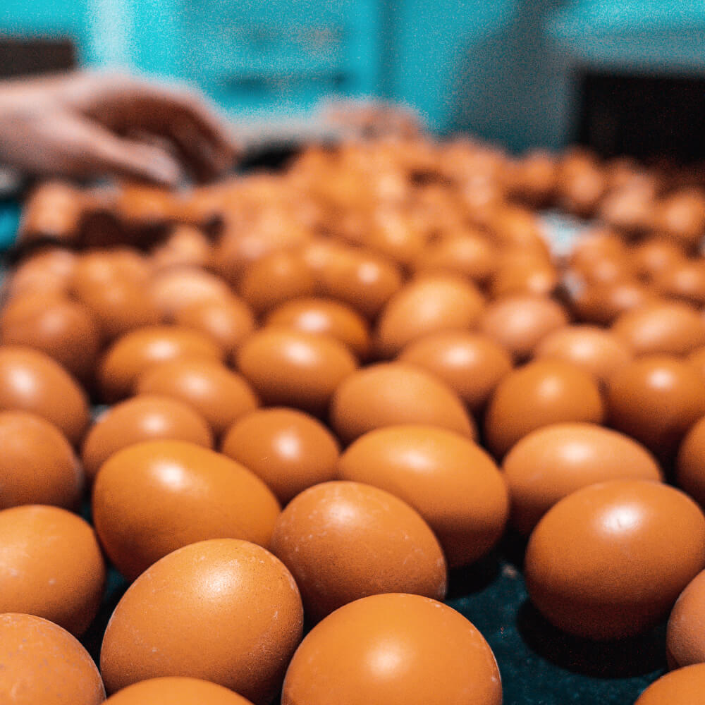 Huevos de Pollita Gazol