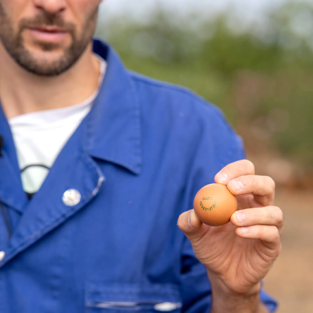 Huevos de Pollita Gazol