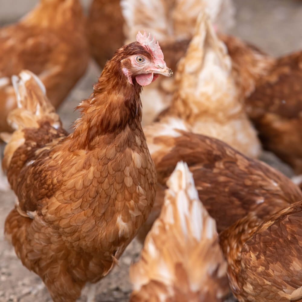 Huevos de Pollita Gazol